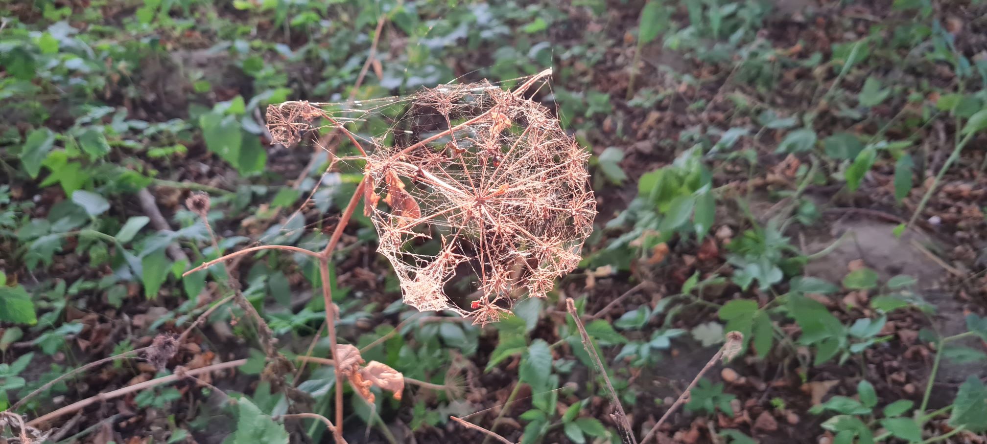 20240921 182623 1.jpg web