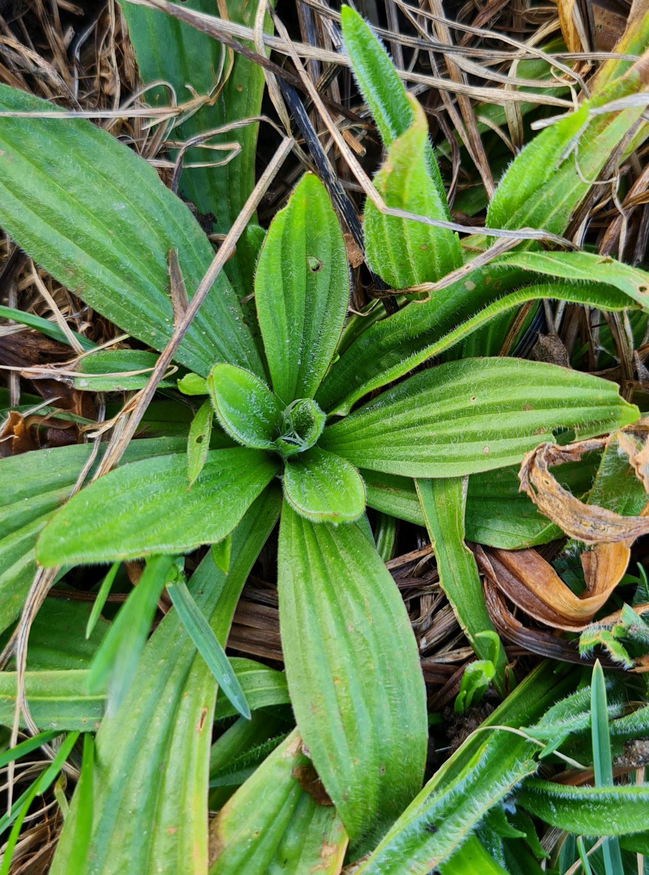 Spitzwegerich.jpg web